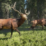 theHunter-Call-of-the-Wild-17