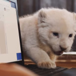 Mia-and-the-White-Lion-03