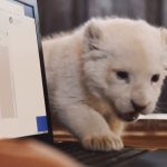 Mia-and-the-White-Lion-03