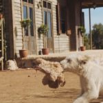 Mia-and-the-White-Lion-05