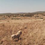 Mia-and-the-White-Lion-15