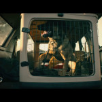 Dog-05