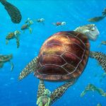 finding-nemo-turtles8