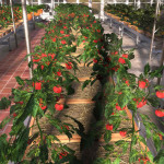 farmers-dynasty-01
