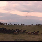 Dances-With-Wolves-008