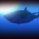 Feed-and-Grow-Fish-003