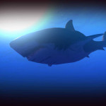 Feed-and-Grow-Fish-003