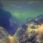 Feed-and-Grow-Fish-005