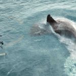 The-Meg-031