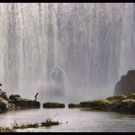 The-Jungle-Book-06