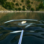 Ultimate-Fishing-Simulator-011