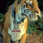 Katy-Perry-Roar-14