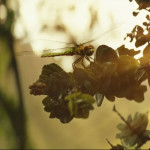 Kong-Skull-Island-02