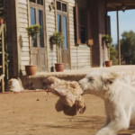 Mia-and-the-White-Lion-05