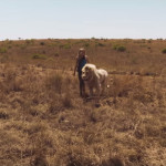 Mia-and-the-White-Lion-14