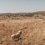 Mia-and-the-White-Lion-15