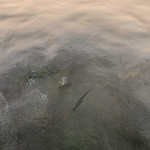 The-Elder-Scrolls-III-Morrowind-121