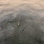 The-Elder-Scrolls-III-Morrowind-121