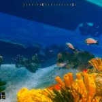 Deep-Diving-Simulator-07