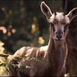 The-Lion-King-2019-06