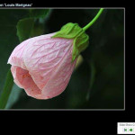 Deeproot_Plant_Base6