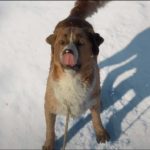 The-Call-of-the-Wild-01