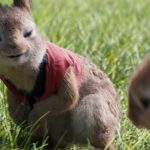 Peter-Rabbit-2-The-Runaway-002