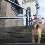 Peter-Rabbit-2-The-Runaway-006