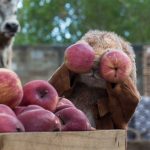 Peter-Rabbit-2-The-Runaway-008