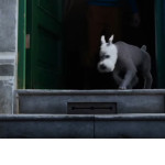 The-Adventures-of-TinTin-08