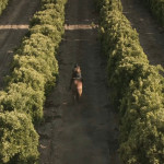 Avicii—Wake-Me-Up-09