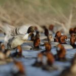 Deep-in-the-Heart-A-Texas-Wildlife-Story-001