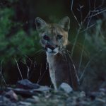 Deep-in-the-Heart-A-Texas-Wildlife-Story-002