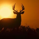 Deep-in-the-Heart-A-Texas-Wildlife-Story-003