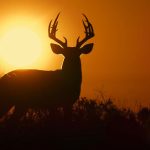 Deep-in-the-Heart-A-Texas-Wildlife-Story-003