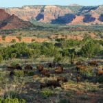 Deep-in-the-Heart-A-Texas-Wildlife-Story-004