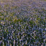 Deep-in-the-Heart-A-Texas-Wildlife-Story-005