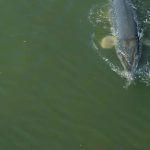 Deep-in-the-Heart-A-Texas-Wildlife-Story-007