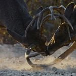 Deep-in-the-Heart-A-Texas-Wildlife-Story-008