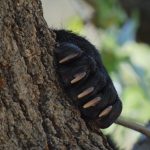 Deep-in-the-Heart-A-Texas-Wildlife-Story-009