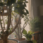 Marcel-The-Shell-With-Shoes-On-004