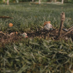 Marcel-The-Shell-With-Shoes-On-009