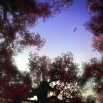 Wizards- Tales of Arcadia-03