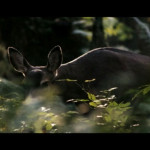 Aliens-vs.-Predator-Requiem-004