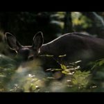 Aliens-vs.-Predator-Requiem-004