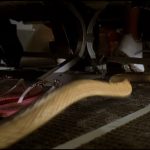 Snakes-on-a-Plane-002