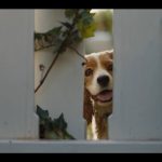 Lady-and-the-Tramp-(2019)-002