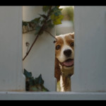 Lady-and-the-Tramp-(2019)-002