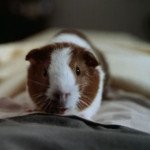 Dr.-Dolittle-(1998-film)-001