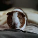 Dr.-Dolittle-(1998-film)-001